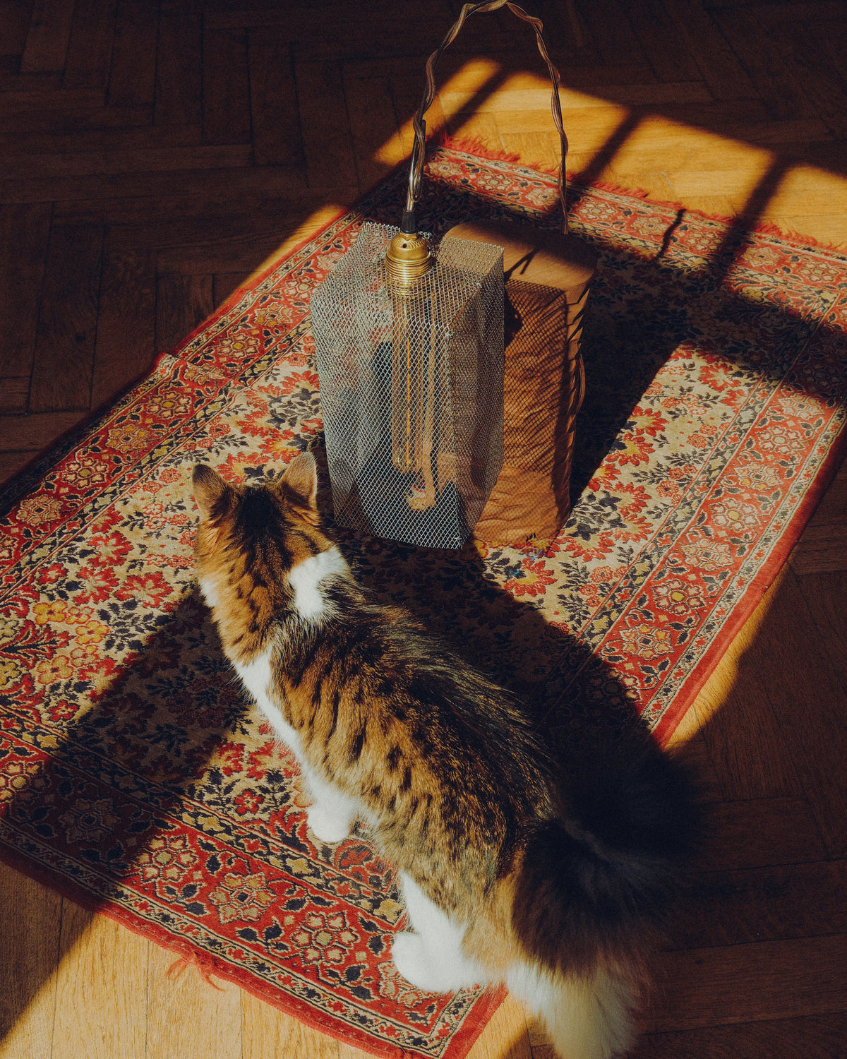 A fluffy brown and white cat sits on a patterned oriental rug in a sunlit room, looking up at a hanging metal lantern with a warm glowing bulb.
