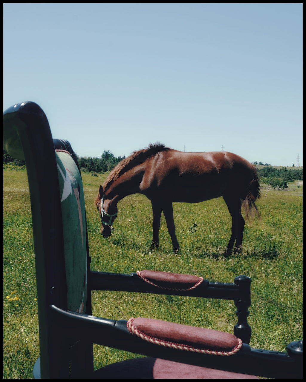 Horse grazing in a field with a vintage chair seat in the foreground.
